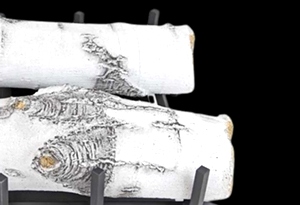 Quaking Aspen See Through 2 Log Set