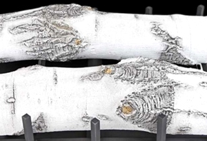 Quaking Aspen See Through 2 Log Set